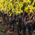 urgent-support-announced-for-south-australian-grapegrowers
