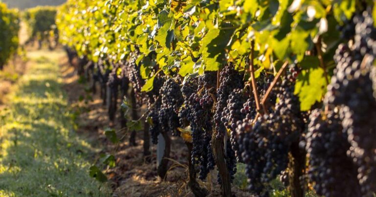 urgent-support-announced-for-south-australian-grapegrowers