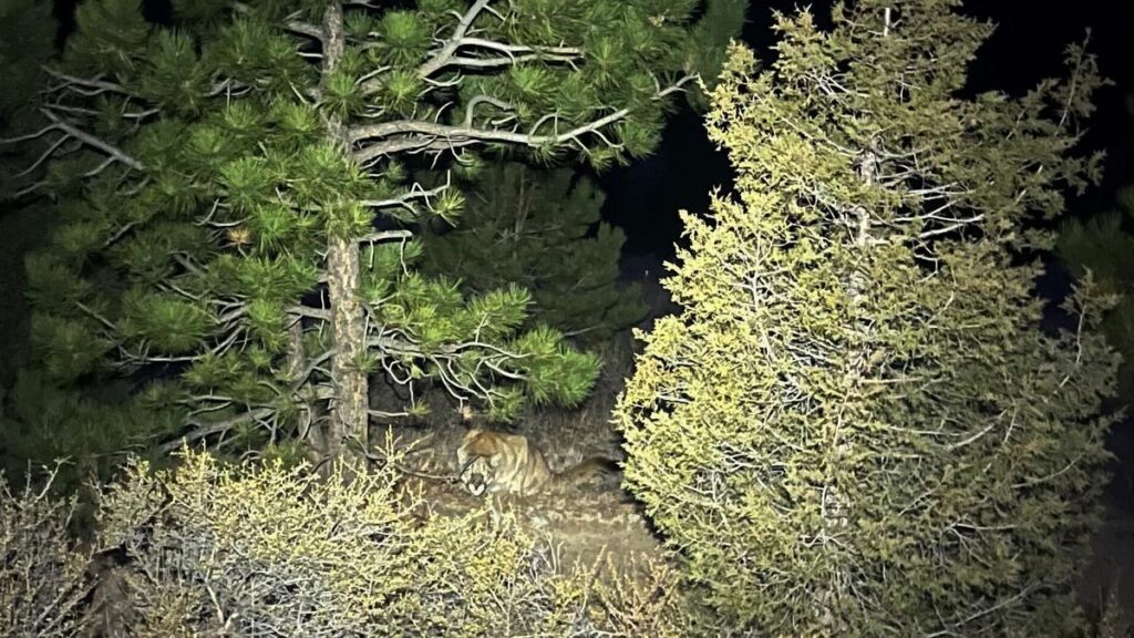 Colorado Mountain Lion Attack