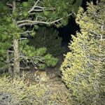 Colorado Mountain Lion Attack