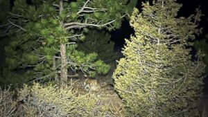 Colorado Mountain Lion Attack