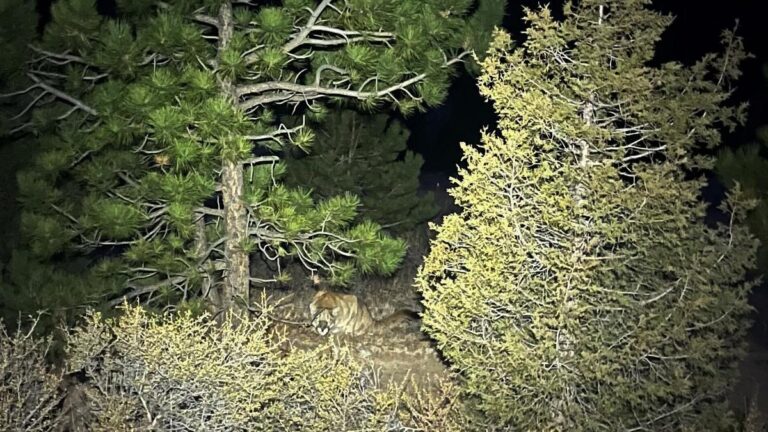 Colorado Mountain Lion Attack