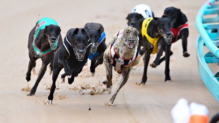 wa-racetrack-closes-urgently-after-greyhounds-injured-and-euthanized