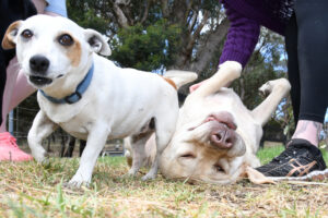 year-in-review-top-photos-captured-by-gazette-s-best-photographers