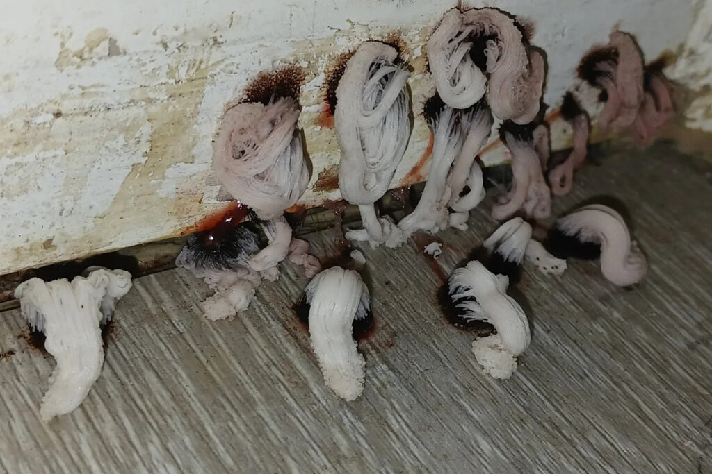 aussie-discovers-horrifying-bathroom-growth-urgent-leak-alert-