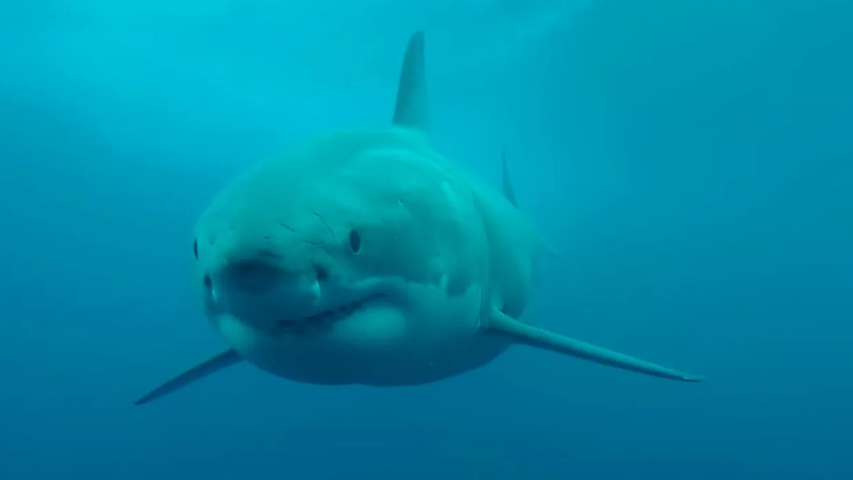 australia-sees-surge-in-shark-attacks-5-fatalities-in-2025