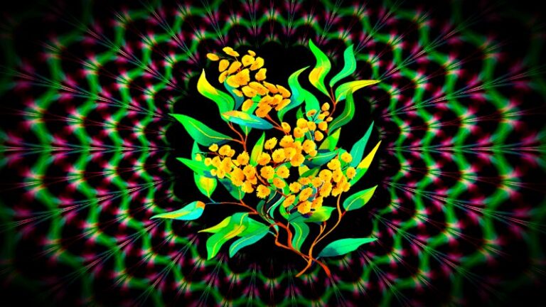 australian-researchers-explore-wattle-for-next-gen-psychedelics
