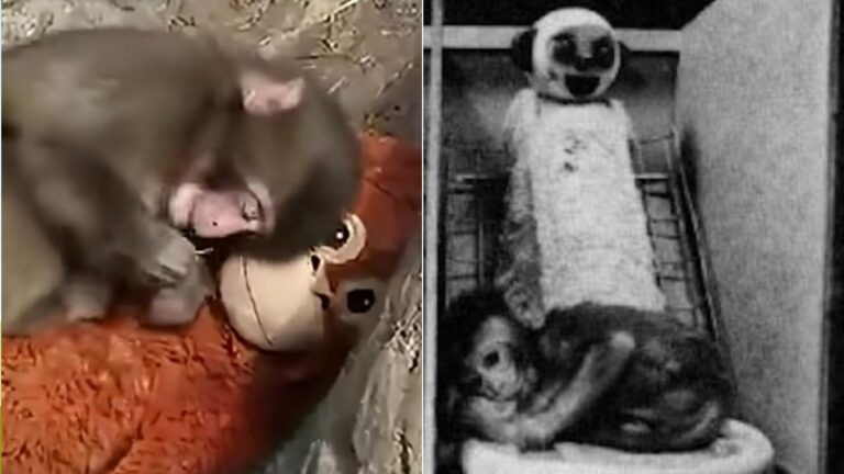 baby-monkey-punch-forms-heartwarming-bond-with-plush-toy