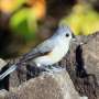 global-study-reveals-noise-pollution-harms-bird-behavior-and-breeding