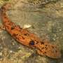 japanese-giant-salamander-s-diet-shift-elevates-river-predator-status