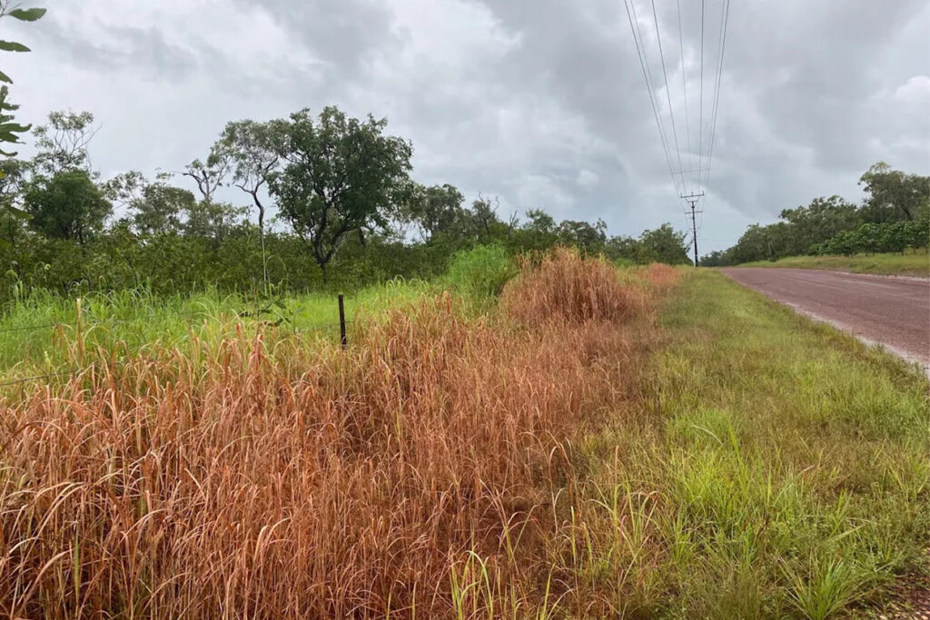 local-council-sprays-endangered-bird-habitat-sparks-outrage