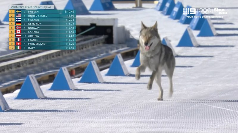 local-dog-surprises-athletes-with-unexpected-olympic-run