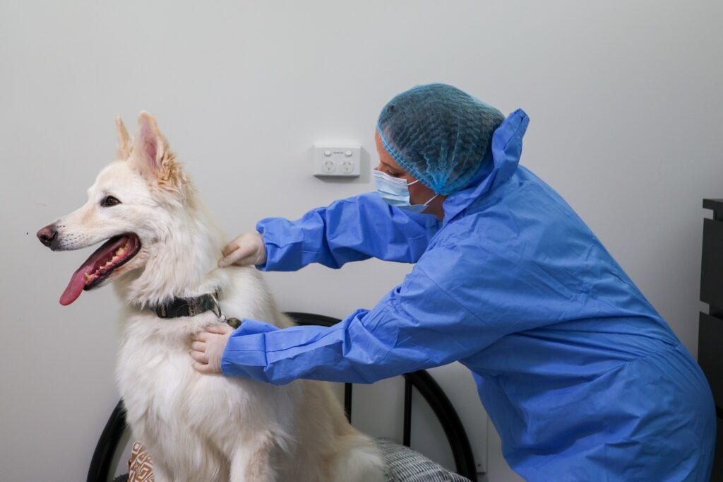 new-research-unveils-pets-as-key-players-in-forensic-dna-analysis