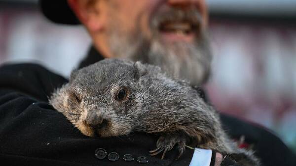 punxsutawney-phil-declares-six-more-weeks-of-winter