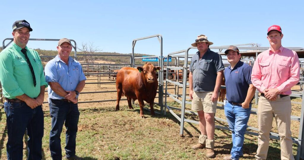 red-angus-bull-sale-soars-with-record-18-000-top-price-at-2025-auction