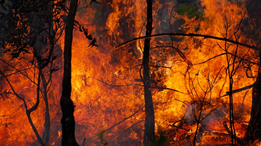 rising-extremism-in-australian-right-wing-politics-demands-attention