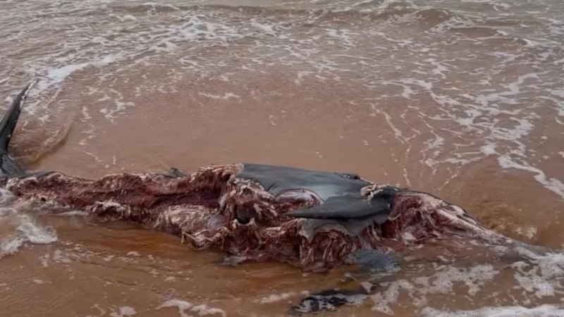 urgent-bull-shark-stalks-dolphin-carcass-near-sydney-beach