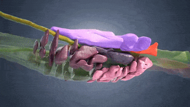 australian-museum-showcases-fascinating-world-of-bloodsucking-creatures