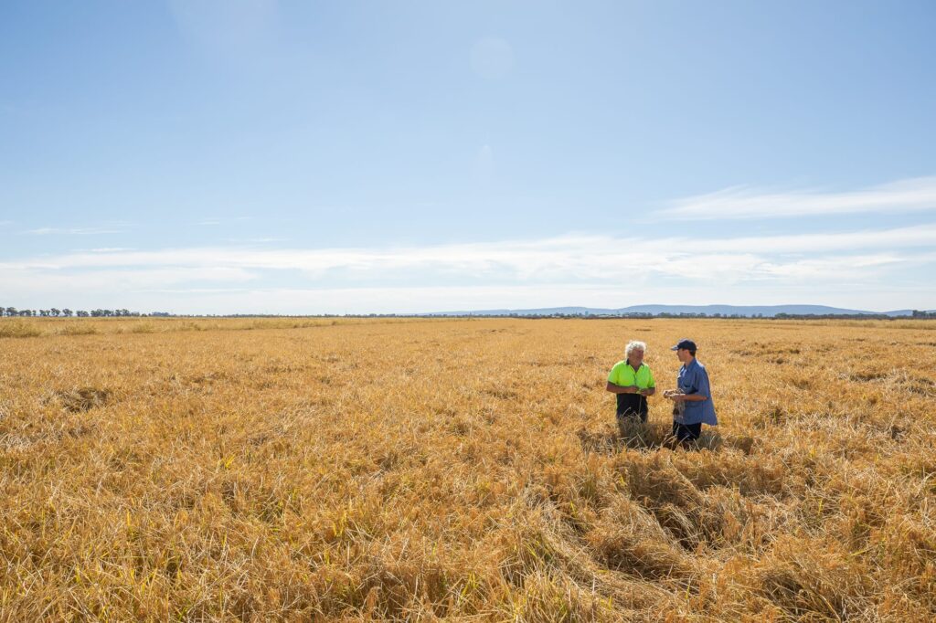 rice-growers-shape-future-research-through-2026-feedback-survey