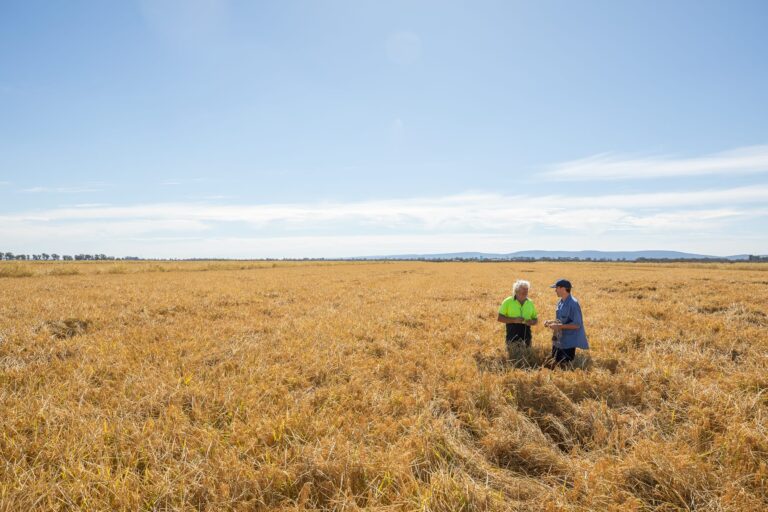 rice-growers-shape-future-research-through-2026-feedback-survey