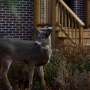 suburban-deer-populations-surge-birth-control-as-a-solution