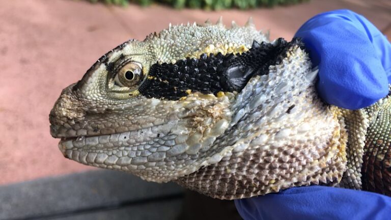 urgent-mystery-fungus-threatens-australian-reptiles-survival