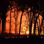 wildfires-and-storms-threaten-europe-s-forests-amid-climate-change